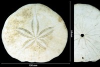 Dendraster venturensis